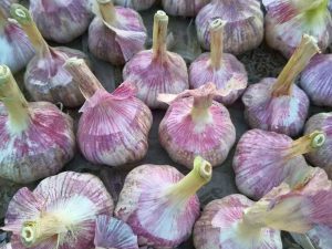 Tỏi củ Hải Dương