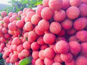 Vải Thiều